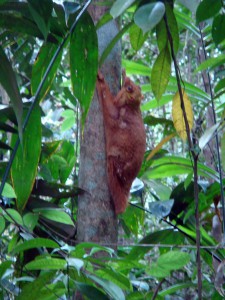 Singapour - Colugo (Dermoptera) au Mac Ritchie 