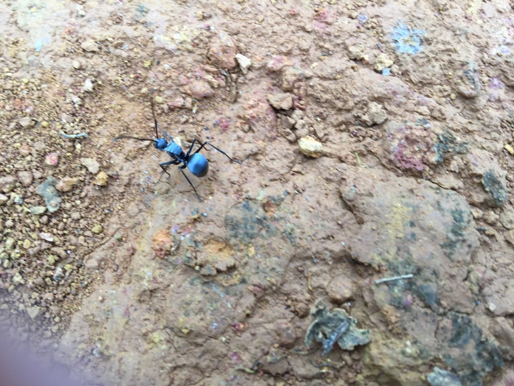 Fourmi Bleue à Bornéo