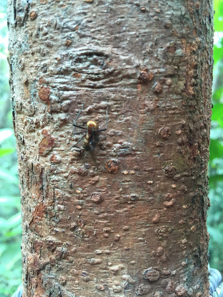 Fourmis dorées à Bornéo