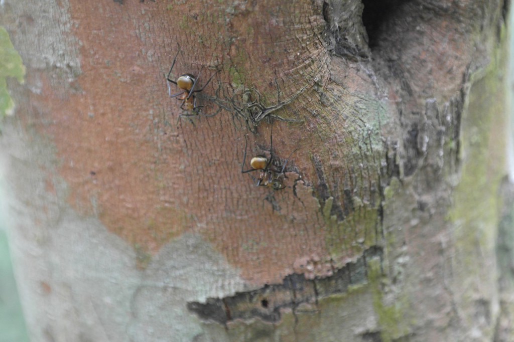 Fourmis dorées à Bornéo
