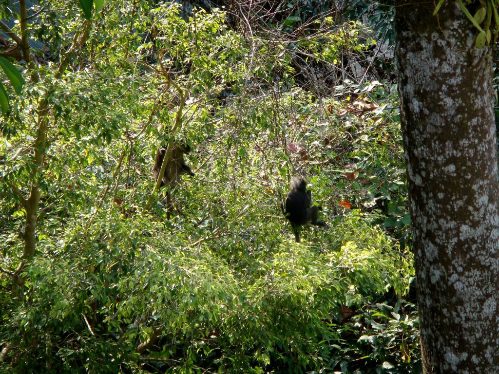 Malaisie - 2014-02 - Langkawi