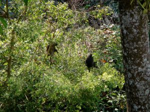 Singes à lunette (Trachypithecus obscurus) vus depuis le balcon de l'hotel