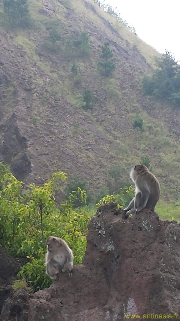 2014 - Gunung Batur - Singes 