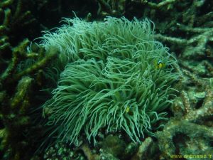 Poissons clowns sur l'îlot Oar