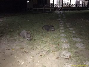 Cochons sauvages devant notre lodge
