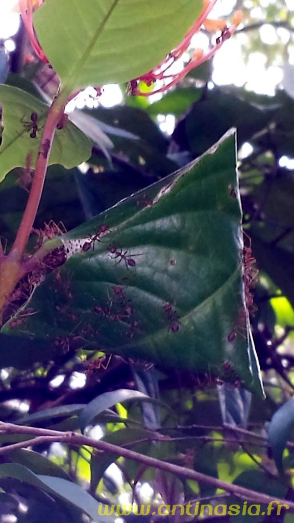 Fourmis tisserandes à Singapour