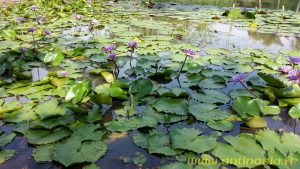 Singapour - Pulau Ubin