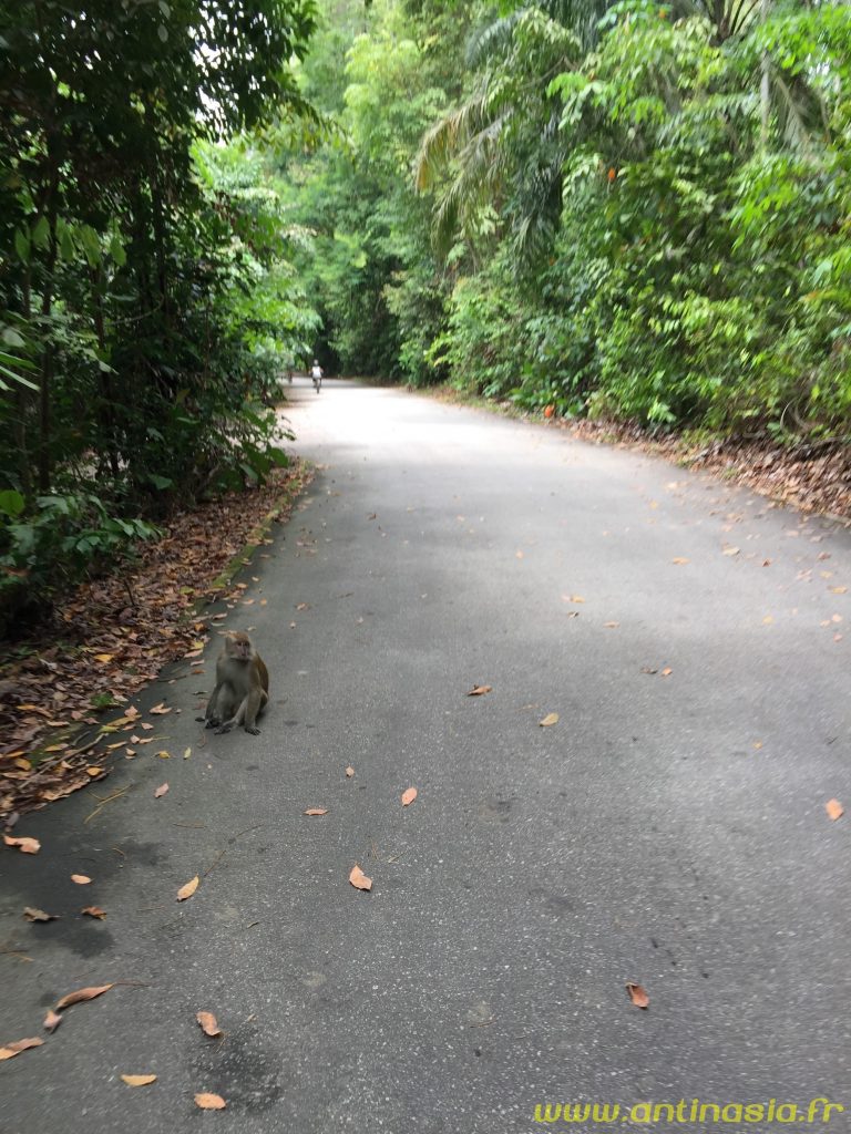 Pulau Ubin