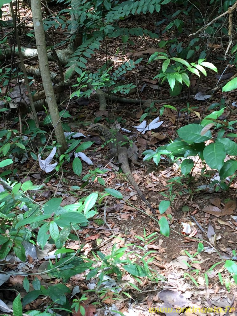 Pulau Ubin