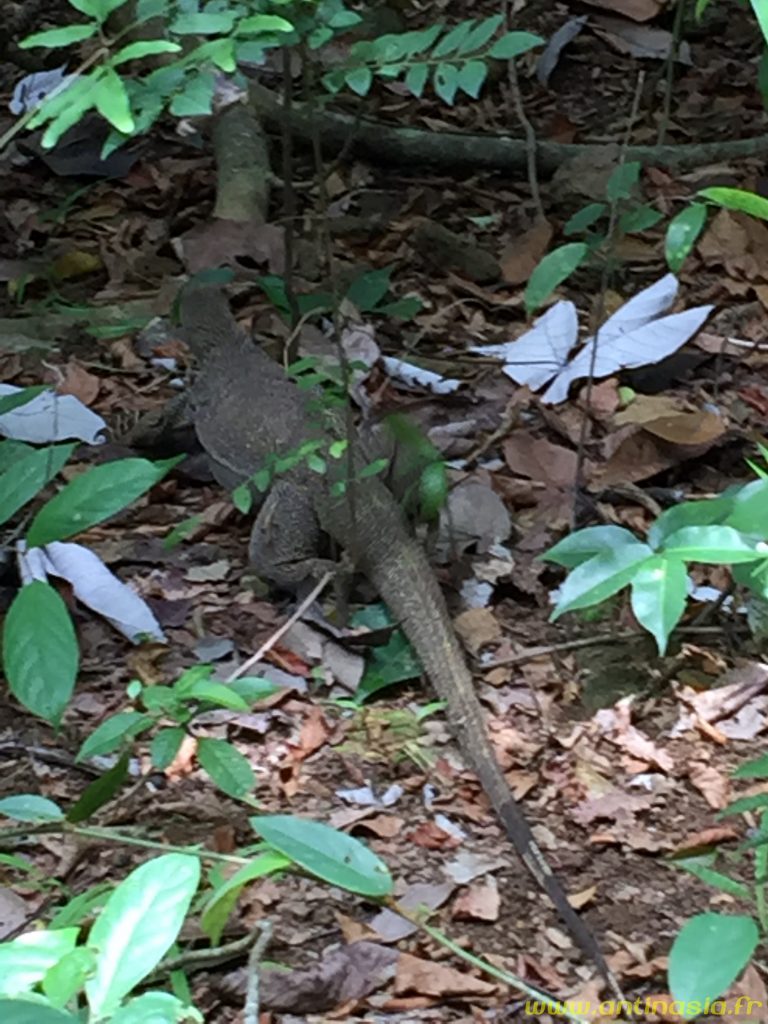 Pulau Ubin