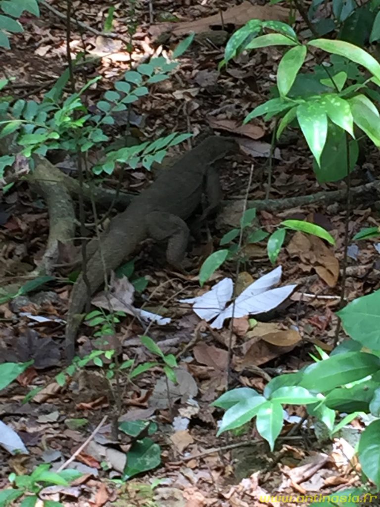 Pulau Ubin