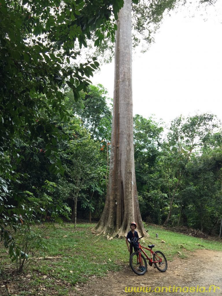Pulau Ubin