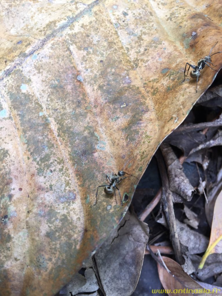 Fourmis grises (argentées plutôt) à Singapour