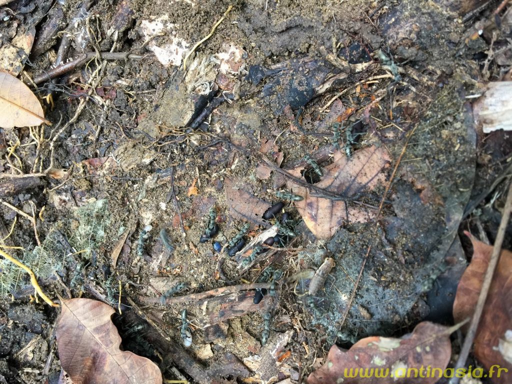 Fourmis grises (argentées plutôt) à Singapour