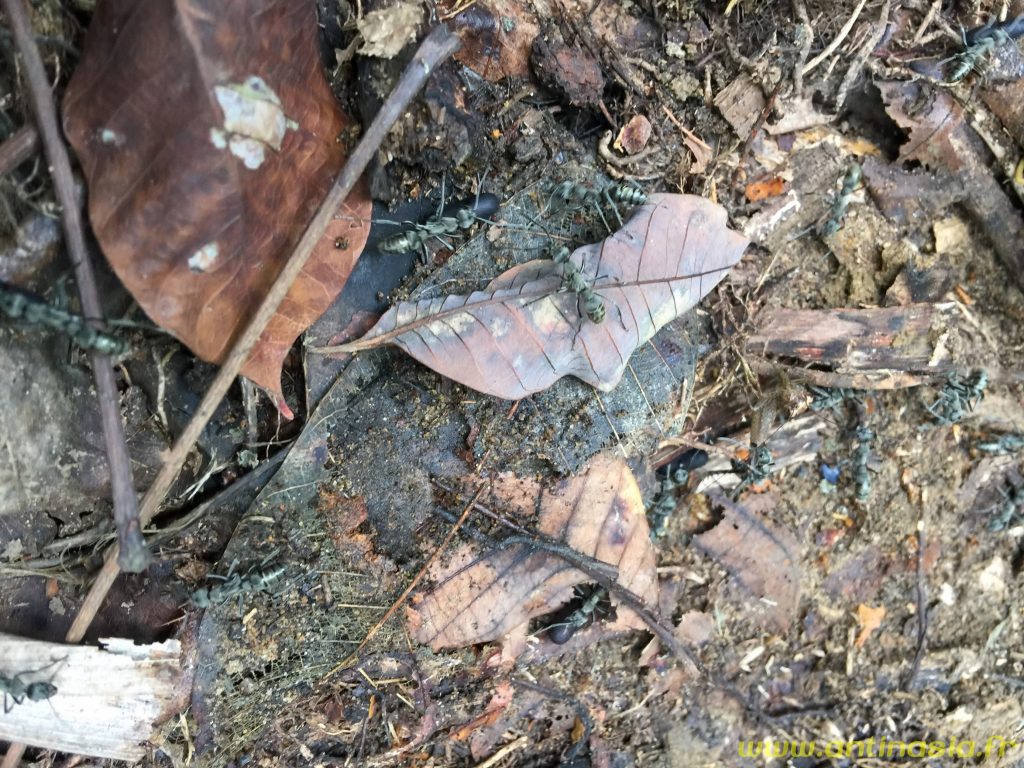 Fourmis grises (argentées plutôt) à Singapour
