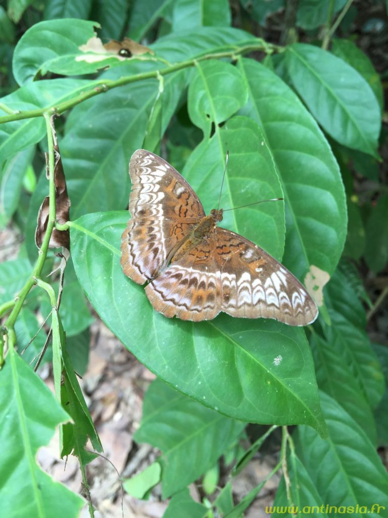 Pulau Ubin