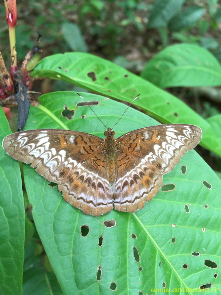 Pulau Ubin