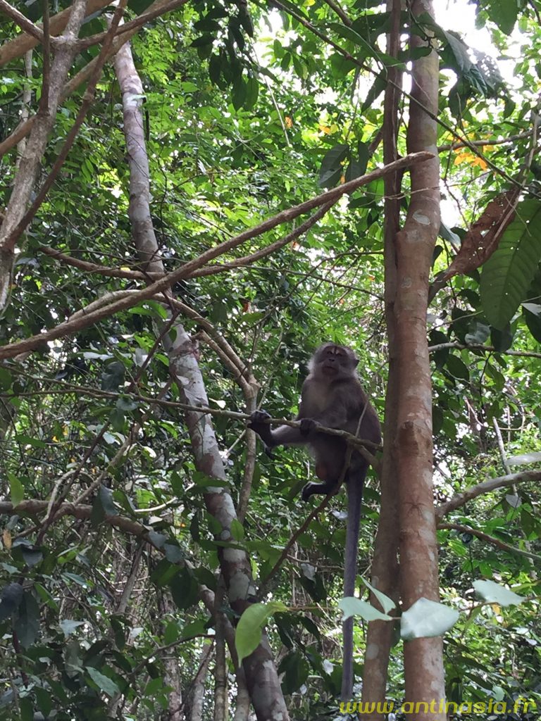 Pulau Ubin