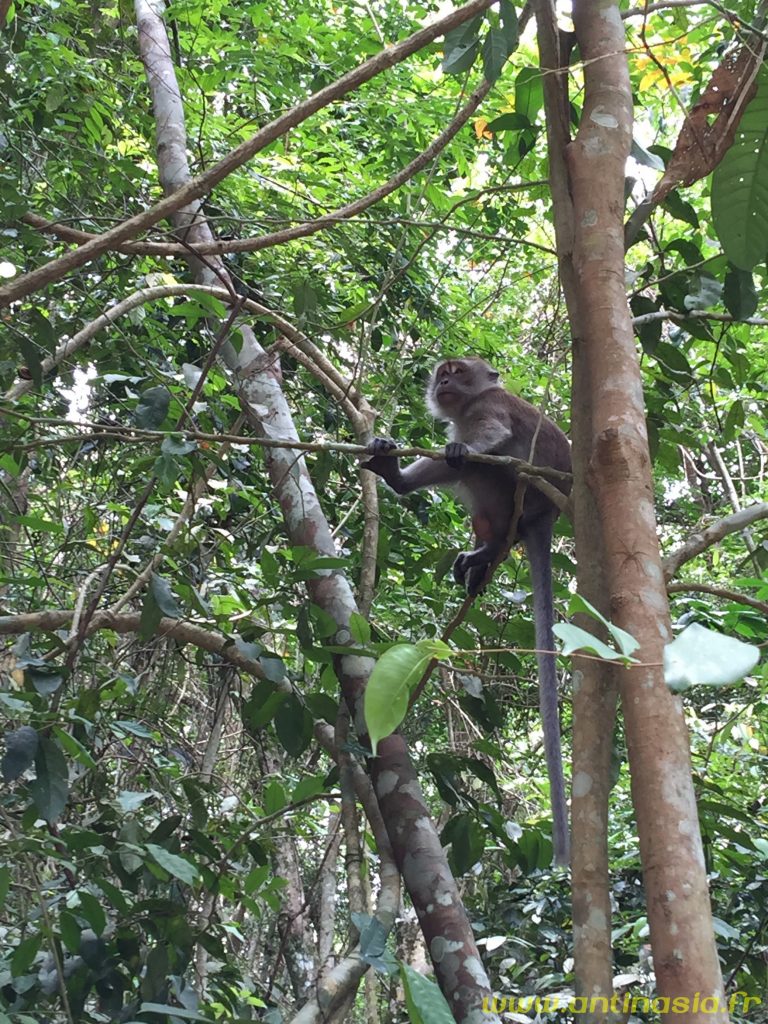 Pulau Ubin