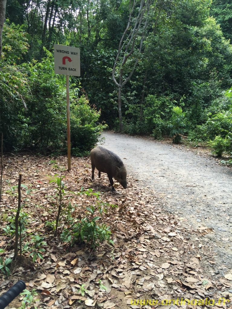 Pulau Ubin