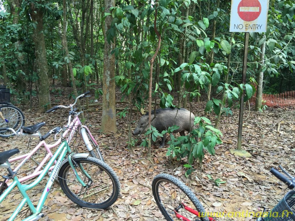 Pulau Ubin