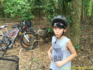 Singapour - Pulau Ubin - Cochon sauvage