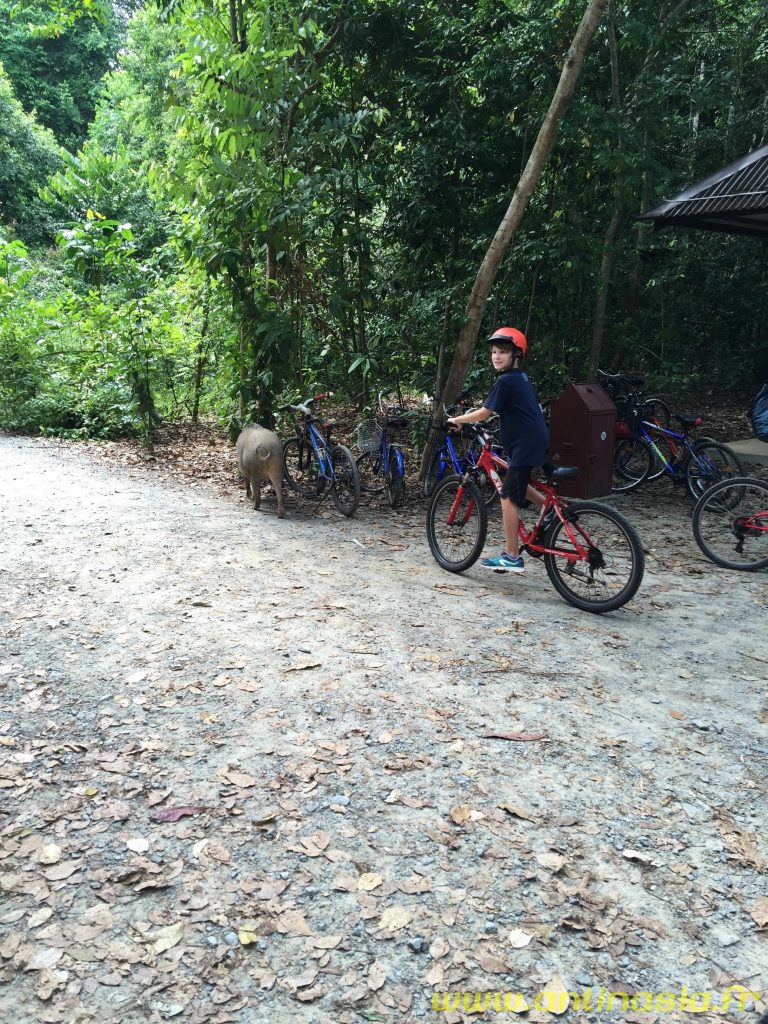 Pulau Ubin