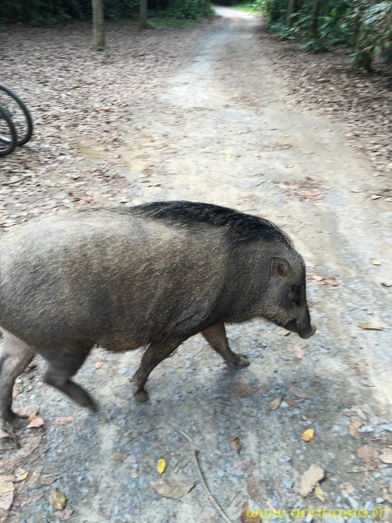 Pulau Ubin